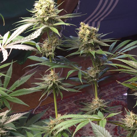 🍍Anna  #1 amnesia lemon  growlog timeline photo