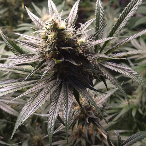 🍍Anna  #1 amnesia lemon  growlog timeline photo