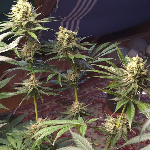 🍍Anna  #1 amnesia lemon  growlog timeline photo