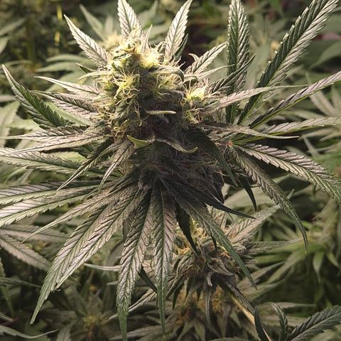 🍍Anna  #1 amnesia lemon  growlog timeline photo