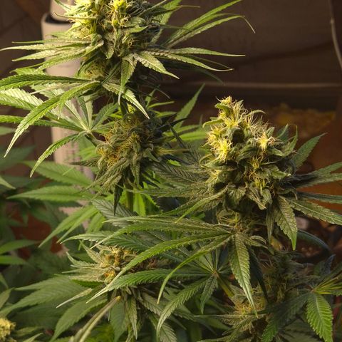 🍍Anna  #1 amnesia lemon  growlog timeline photo