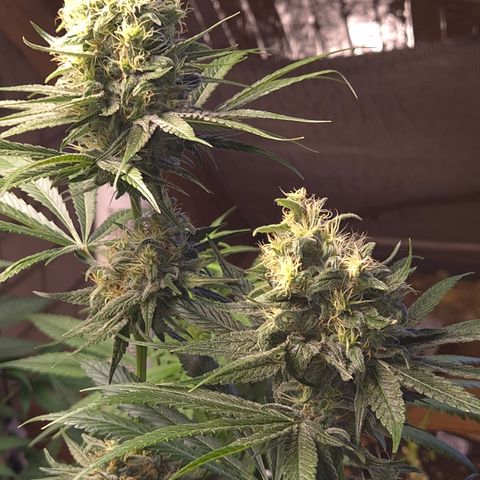 🍍Anna  #1 amnesia lemon  growlog timeline photo