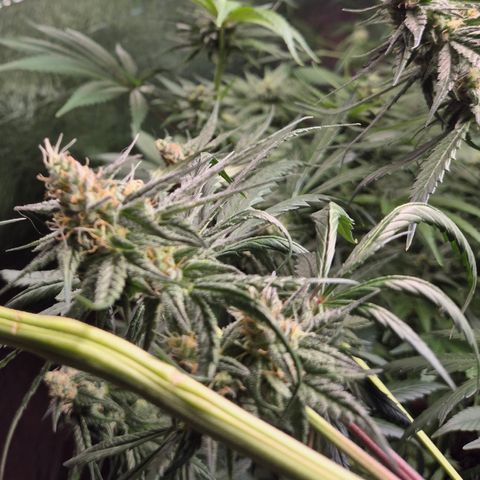 🌅Sherbi photo, blue sunset sherbert, Barneys farm  growlog timeline photo