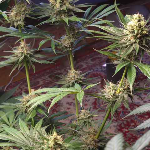 🍍Anna  #1 amnesia lemon  growlog timeline photo