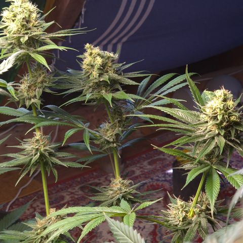 🍍Anna  #1 amnesia lemon  growlog timeline photo