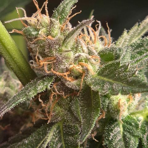 🌅Sherbi photo, blue sunset sherbert, Barneys farm  growlog timeline photo