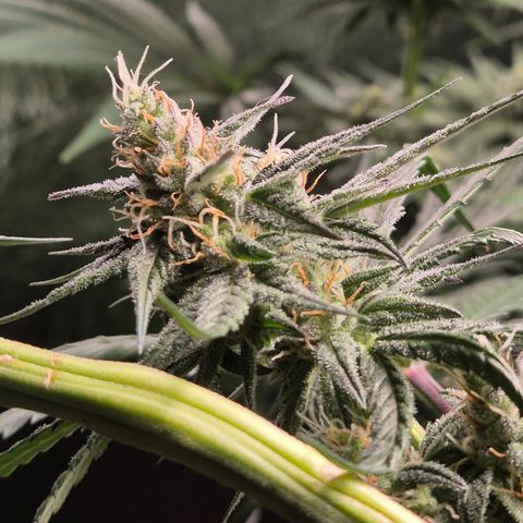 🌅Sherbi photo, blue sunset sherbert, Barneys farm  growlog timeline photo