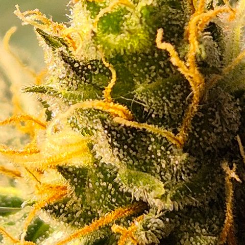 🌅Sherbi photo, blue sunset sherbert, Barneys farm  growlog timeline photo