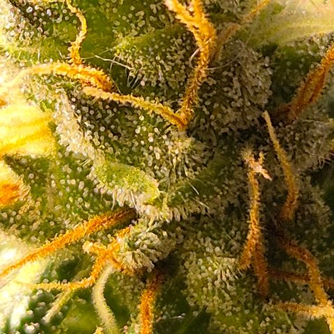 🌅Sherbi photo, blue sunset sherbert, Barneys farm  growlog timeline photo