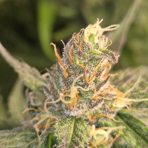 🌅Sherbi photo, blue sunset sherbert, Barneys farm  growlog timeline photo