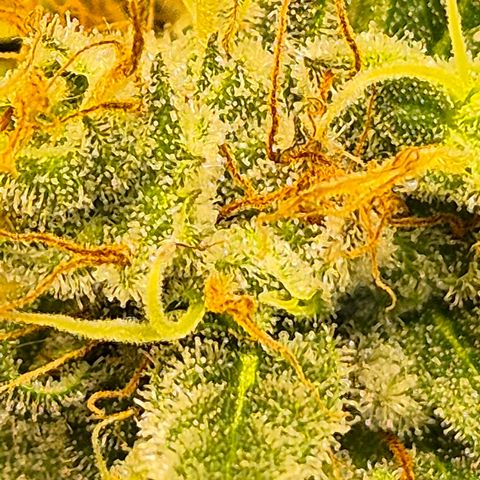 🌅Sherbi photo, blue sunset sherbert, Barneys farm  growlog timeline photo