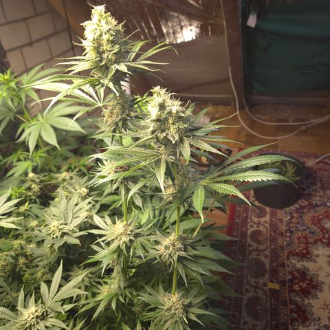 🍍Anna  #1 amnesia lemon  growlog timeline photo