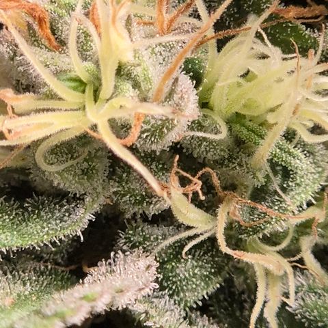 🌅Sherbi photo, blue sunset sherbert, Barneys farm  growlog timeline photo