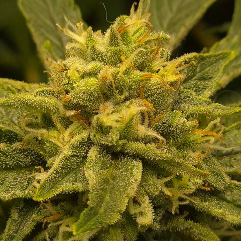 Mimosa evo Photo ♥️ Barney's Farm  growlog timeline photo