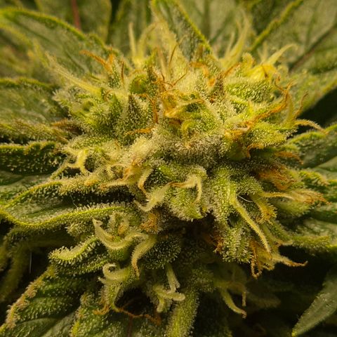 Mimosa evo Photo ♥️ Barney's Farm  growlog timeline photo