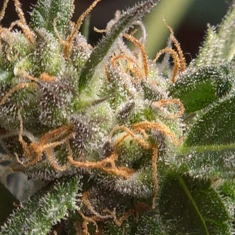 🌅Sherbi photo, blue sunset sherbert, Barneys farm  growlog timeline photo