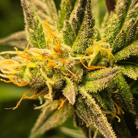 🌅Sherbi photo, blue sunset sherbert, Barneys farm  growlog timeline photo