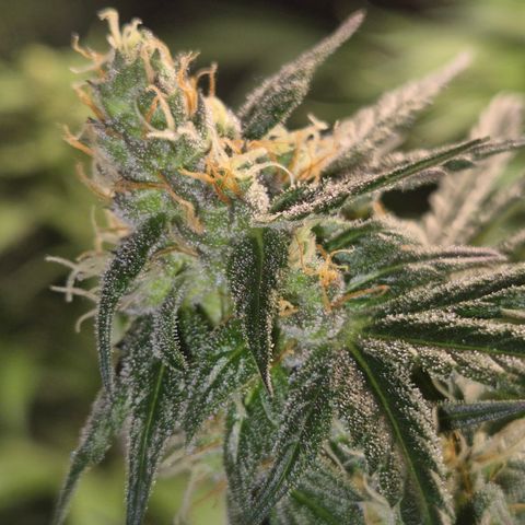 🌅Sherbi photo, blue sunset sherbert, Barneys farm  growlog timeline photo