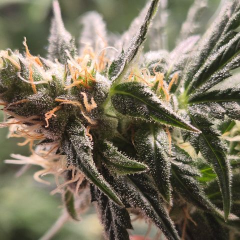 🌅Sherbi photo, blue sunset sherbert, Barneys farm  growlog timeline photo