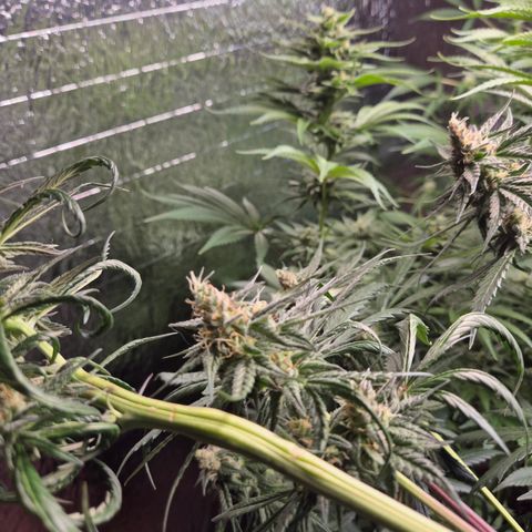 🌅Sherbi photo, blue sunset sherbert, Barneys farm  growlog timeline photo