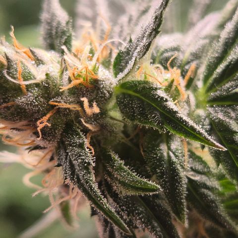 🌅Sherbi photo, blue sunset sherbert, Barneys farm  growlog timeline photo