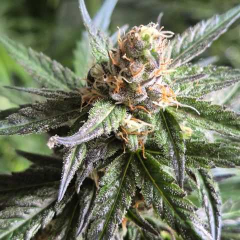 🌅Sherbi photo, blue sunset sherbert, Barneys farm  growlog timeline photo