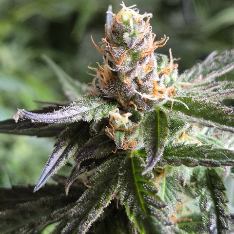 🌅Sherbi photo, blue sunset sherbert, Barneys farm  growlog timeline photo