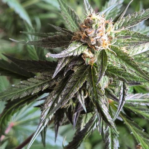 🌅Sherbi photo, blue sunset sherbert, Barneys farm  growlog timeline photo