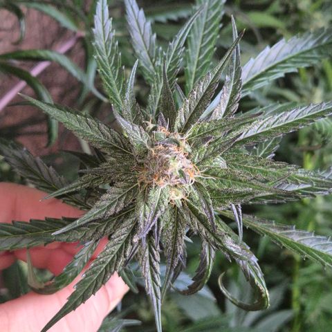 🌅Sherbi photo, blue sunset sherbert, Barneys farm  growlog timeline photo