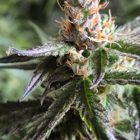 🌅Sherbi photo, blue sunset sherbert, Barneys farm  growlog timeline photo
