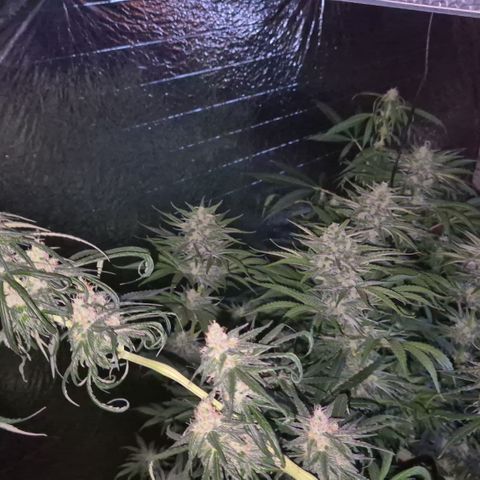 DieAnnas  #2 amnesia lemon/ungedämmter Dachboden growlog timeline photo