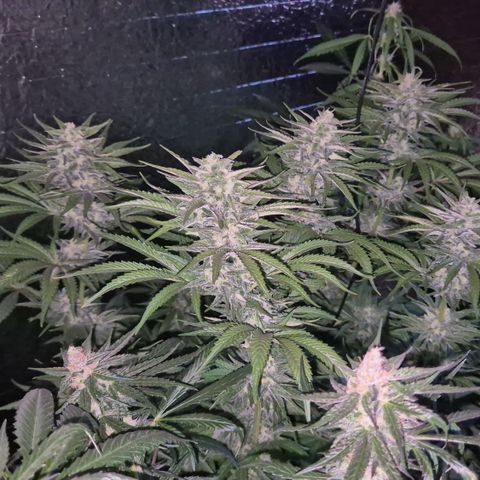 DieAnnas  #2 amnesia lemon/ungedämmter Dachboden growlog timeline photo