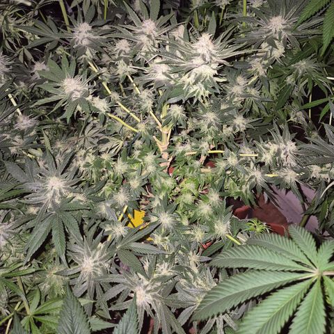 Mimosa evo Photo ♥️ Barney's Farm  growlog timeline photo