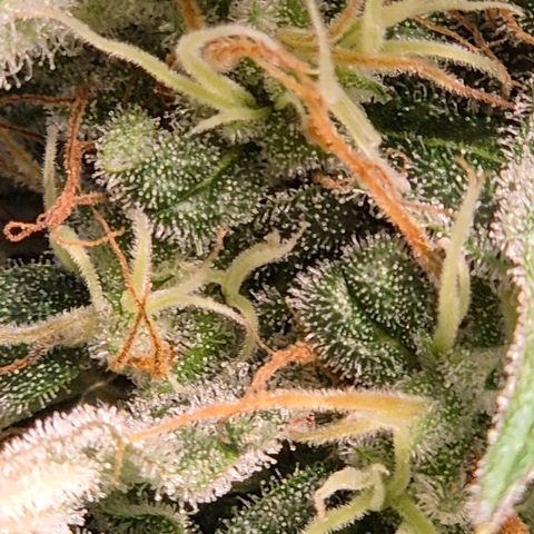 🌅Sherbi photo, blue sunset sherbert, Barneys farm  growlog timeline photo