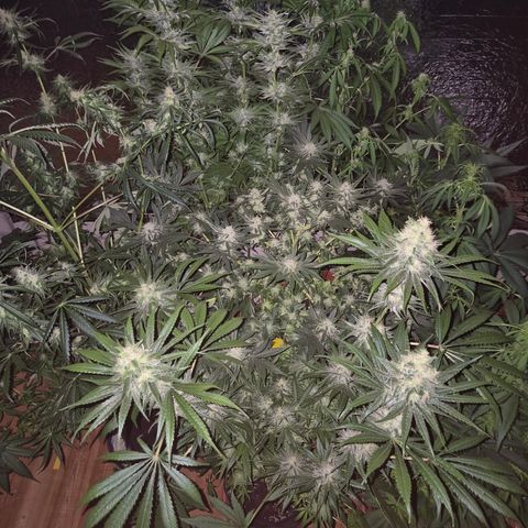 Mimosa evo Photo ♥️ Barney's Farm  growlog timeline photo