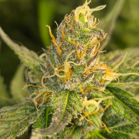 🌅Sherbi photo, blue sunset sherbert, Barneys farm  growlog timeline photo