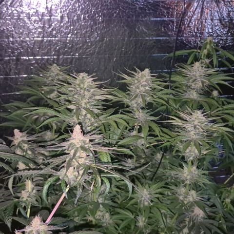 DieAnnas  #2 amnesia lemon/ungedämmter Dachboden growlog timeline photo