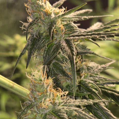 🌅Sherbi photo, blue sunset sherbert, Barneys farm  growlog timeline photo