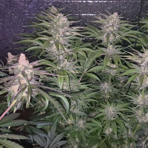 DieAnnas  #2 amnesia lemon/ungedämmter Dachboden growlog timeline photo