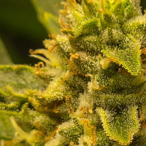 Mimosa evo Photo ♥️ Barney's Farm  growlog timeline photo