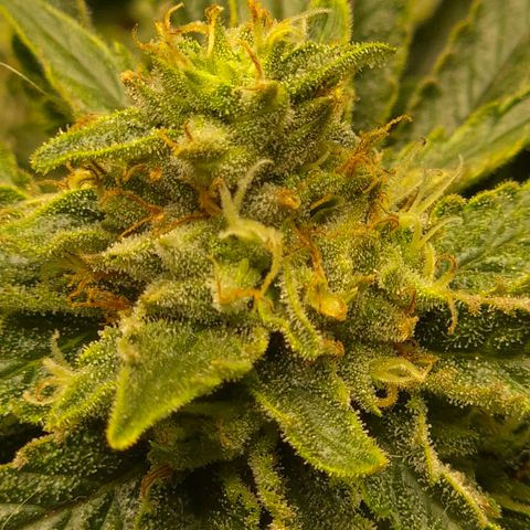 Mimosa evo Photo ♥️ Barney's Farm  growlog timeline photo