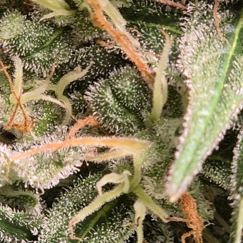 🌅Sherbi photo, blue sunset sherbert, Barneys farm  growlog timeline photo