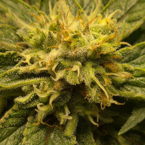 Mimosa evo Photo ♥️ Barney's Farm  growlog timeline photo