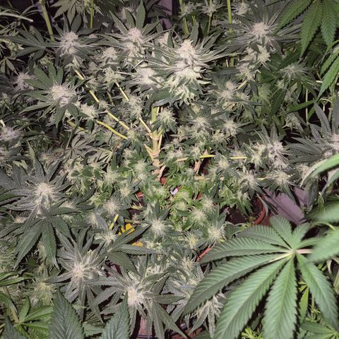 Mimosa evo Photo ♥️ Barney's Farm  growlog timeline photo