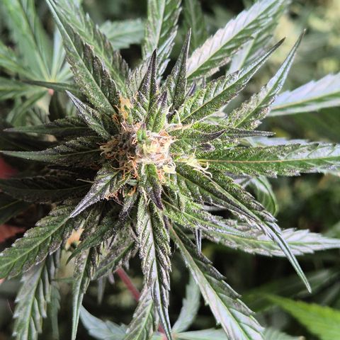 🌅Sherbi photo, blue sunset sherbert, Barneys farm  growlog timeline photo
