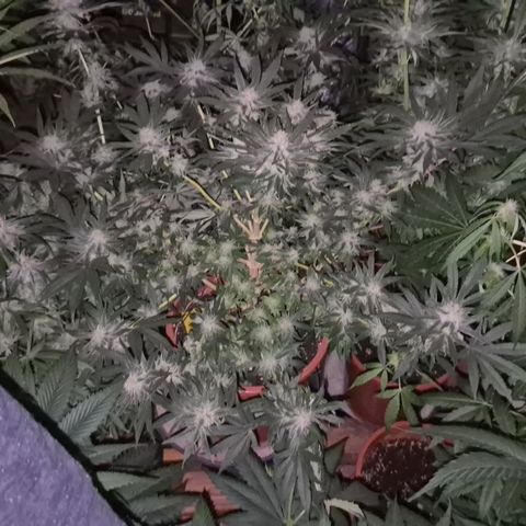Mimosa evo Photo ♥️ Barney's Farm  growlog timeline photo