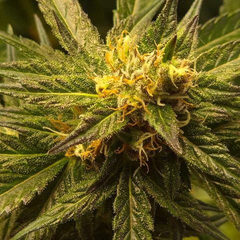Mimosa evo Photo ♥️ Barney's Farm  growlog timeline photo