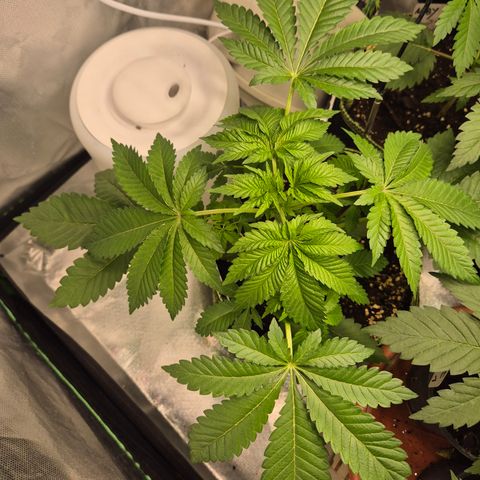 Moby 🍆  growlog timeline photo