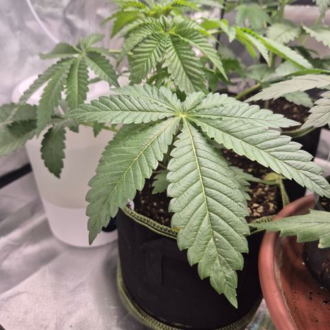 Moby 🍆  growlog timeline photo