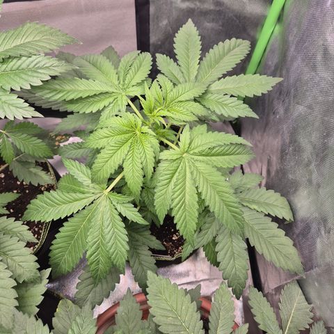 Black Domina 💃 growlog timeline photo